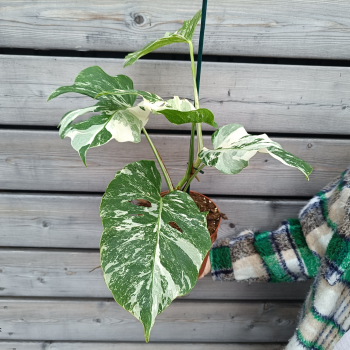 Monstera deliciosa ´ALBO VARIEGATA´ (Monstera skvelá), kont. C3L, výška: 30-40 cm